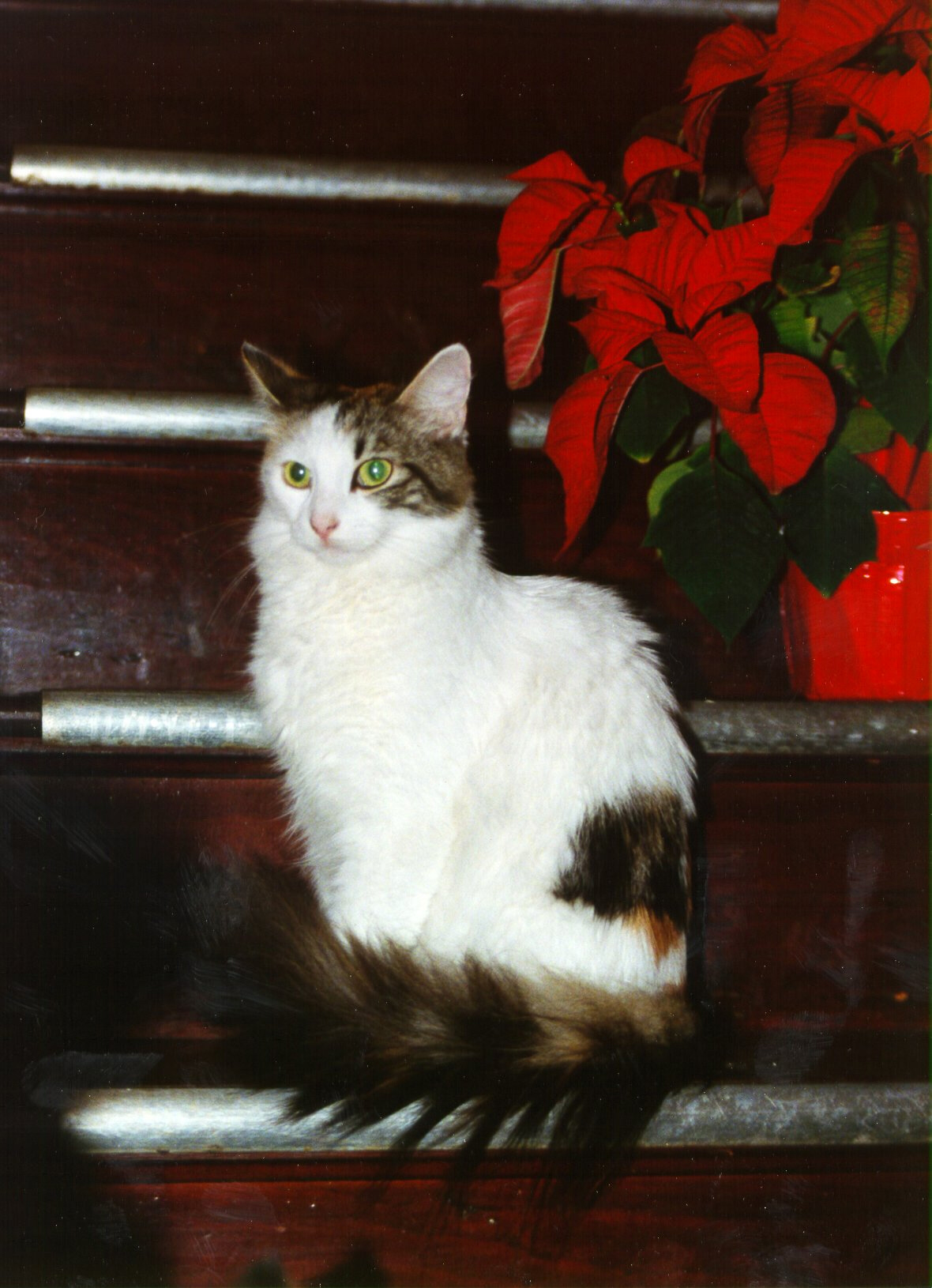 Princess Christmas